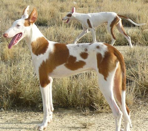 venta de podencos ibicencos en valencia|Podenco Ibicenco (Ibizan Hound)